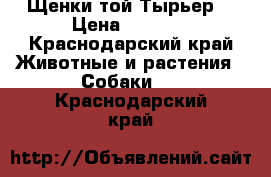 Щенки той Тырьер  › Цена ­ 3 000 - Краснодарский край Животные и растения » Собаки   . Краснодарский край